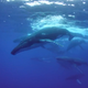 Image for article titled What The Loneliest Whale Tells Us About Ourselves